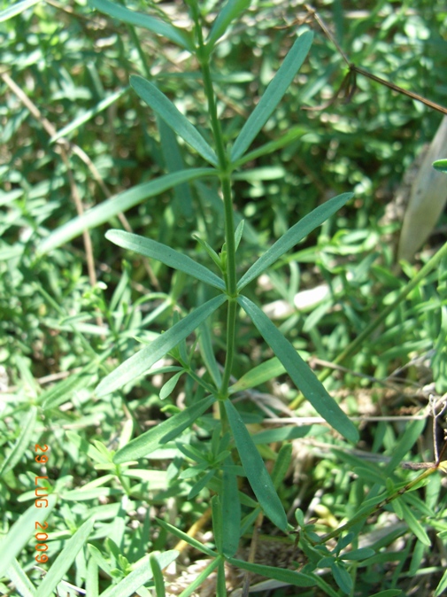 Galium boreale ?